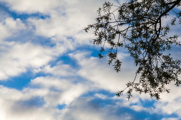 The contour of a tree branch against the blue summer sky covered with picturesque white clouds