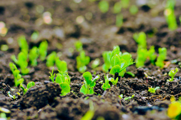 young plants of green peas
