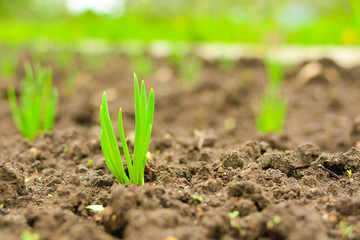 young onions on the garden