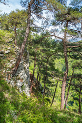 Fototapeta premium Pines on a green mountain slope.