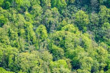 Thick green forest on the hillside. Spring colors in the mountain forest.