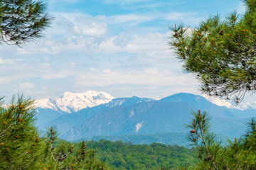 View of the snow-capped mountains through pine branches.