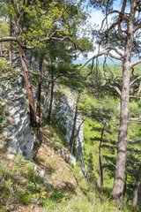 Fototapeta premium Pines on a green mountain slope.