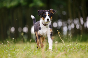 Junger Aussie spielt am Wald