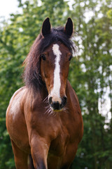 Obraz premium Pferd im Wald