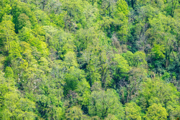 Thick green forest on the hillside. Spring colors in the mountain forest.