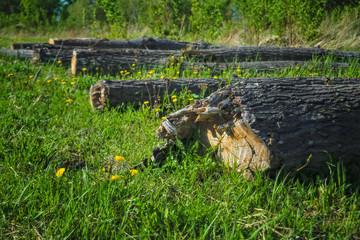 Sawn tree trunks lie on the green grass.. Cleaning the park from old, sick trees.