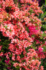 Fototapeta na wymiar Beautiful botanical garden, pink flowers and blooming bushes in spring