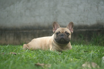 Bulldog francês - frenchie puppy - Fulvo