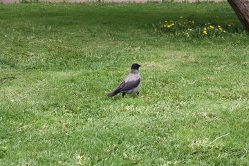 young crows in the city Park    