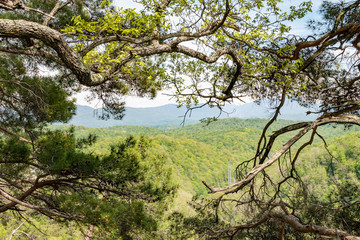 Fototapeta na wymiar Mountain overgrown with thick green forest