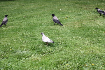 young crows in the city Park    