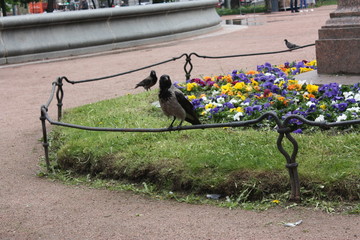 Obraz na płótnie Canvas young crows in the city Park 