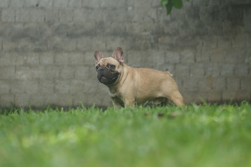 Bulldog francês - frenchie puppy - Fulvo