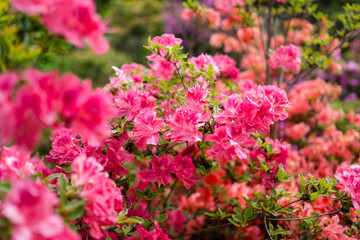 Beautiful botanical garden, pink flowers and blooming bushes in spring