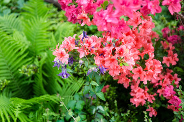 Beautiful botanical garden, pink flowers and blooming bushes in spring
