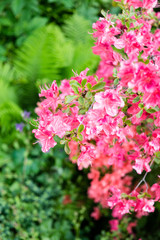 Beautiful botanical garden, pink flowers and blooming bushes in spring