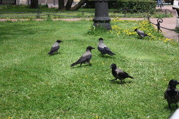  young crows in the city Park   