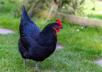 Farm scene, Black Chicken with blue tint on feathers.