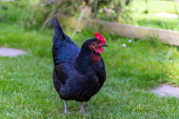 Farm scene, Black Chicken with blue tint on feathers.