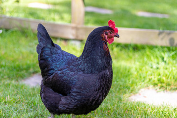 Farm scene, Black Chicken with blue tint on feathers.