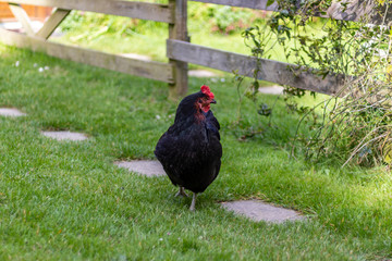 Farm scene, Black Chicken with blue tint on feathers.