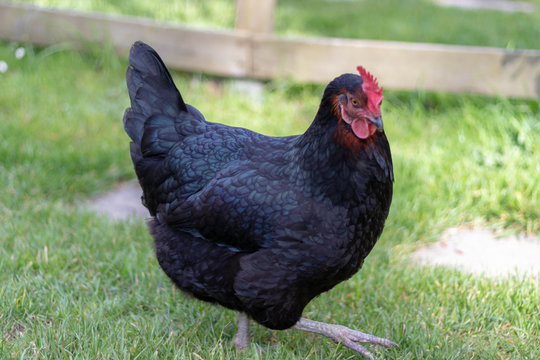 Farm scene, Black Chicken with blue tint on feathers.