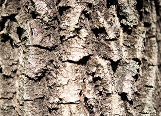 A closeup of the rough texture of tree bark.