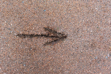 Drawn on the sandy surface of the arrow pointing to the right.