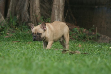 Fototapeta na wymiar Bulldog francês - frenchie puppy - caminhando