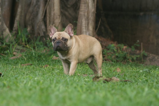 Bulldog franc&ecirc;s - frenchie puppy - parado na grama