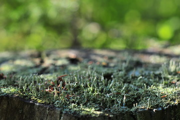 Trumpet Lichen, Cladonia fimbriata 