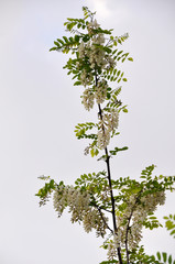Branch of acacia against pure sky at flowering season.