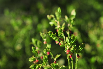 Blueberry flowers on the bush, Cyanococcus Vaccinium.