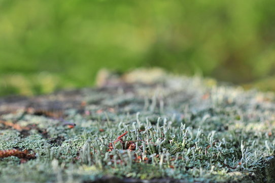 Trumpet Lichen, Cladonia fimbriata 