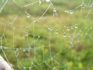 Raindrops on a web