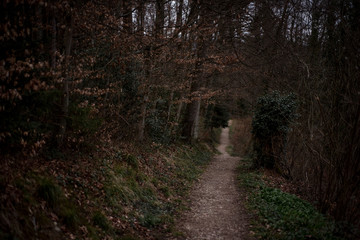 Fototapeta premium Forest hill