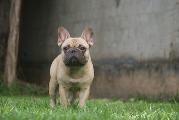 Bulldog francês - frenchie puppy - Forte e pequeno
