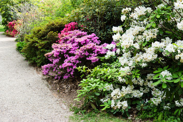 Beautiful botanical garden, flowers and blooming bushes in spring