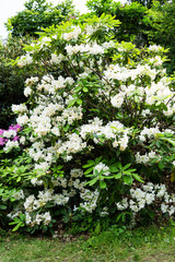 Beautiful botanical garden, flowers and blooming bushes in spring