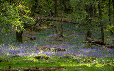 Bluebells in the woods