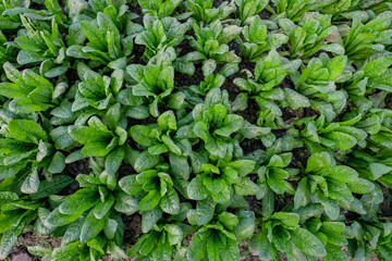 Green vegetable background of fresh lettuce