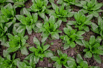 Green vegetable background of fresh lettuce