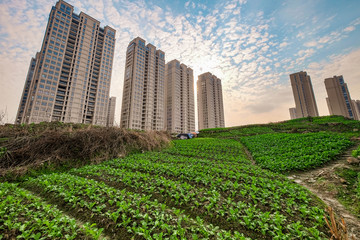 Fototapeta premium High rise residential areas with rural view
