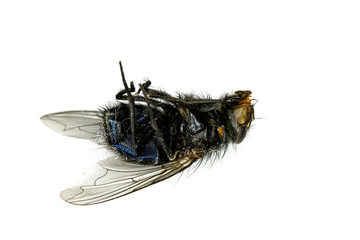 Dead House Fly Insect On White Background