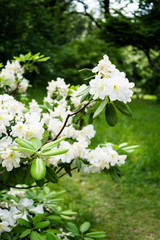 Beautiful botanical garden, flowers and blooming bushes in spring