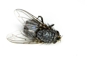 Dead House Fly Insect On White Background