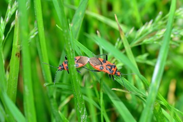 Cinnamon bug   (  Corizus hyoscyami  ), two bugs while mating on  green nature