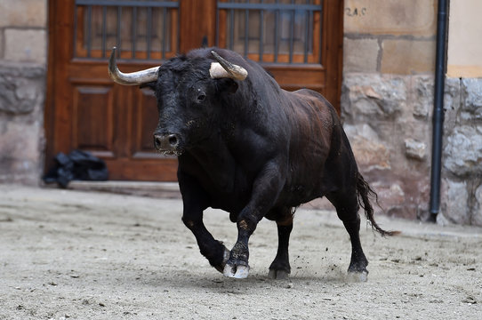 toro con grandes cuernos