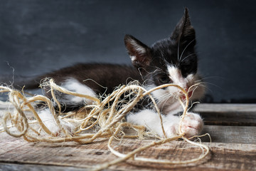 Adorable kitten playing with natural worsted